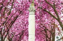 Jupiter Column and Cherry Blossom - Heerstrasse - Bonn - Germany 01 Jupiter Column and Cherry Blossom - Heerstrasse - Bonn - Germany 01.jpg