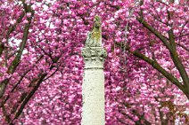 Jupiter Column and Cherry Blossom - Heerstrasse - Bonn - Germany 02 Jupiter Column and Cherry Blossom - Heerstrasse - Bonn - Germany 02.jpg