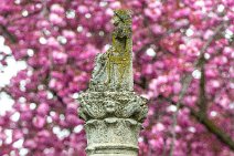 Jupiter Column and Cherry Blossom - Heerstrasse - Bonn - Germany 03 Jupiter Column and Cherry Blossom - Heerstrasse - Bonn - Germany 03.jpg