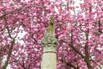 Jupiter Column and Cherry Blossom - Heerstrasse - Bonn - Germany 05 Jupiter Column and Cherry Blossom - Heerstrasse - Bonn - Germany 05.jpg