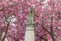 Jupiter Column and Cherry Blossom - Heerstrasse - Bonn - Germany 06 Jupiter Column and Cherry Blossom - Heerstrasse - Bonn - Germany 06.jpg