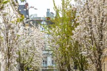 White Cherry Blossom in Old Town Bonn - Germany White Cherry Blossom in Old Town Bonn - Germany.jpg