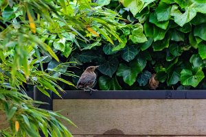 DOCU - BLACKBIRD BREEDING AND FEEDING
