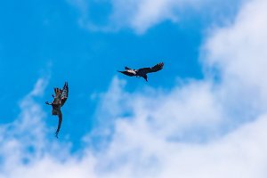 DOCU - DOGFIGHT BETWEEN BUZZARD AND CROW