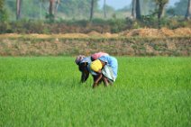 20120128_042435_INDIA_work_on_rice_fields_near_GINGEE India, Tamil Nadu state: working on rice fields near Gingee