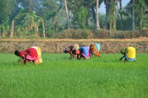 20120128_042445_INDIA_work_on_rice_fields_near_GINGEE India, Tamil Nadu state: working on rice fields near Gingee