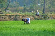 20120128_042449_INDIA_work_on_rice_fields_near_GINGEE India, Tamil Nadu state: working on rice fields near Gingee