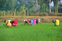 20120128_042514_INDIA_work_on_rice_fields_near_GINGEE India, Tamil Nadu state: working on rice fields near Gingee