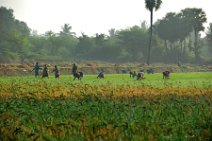 20120128_042710_INDIA_work_on_rice_fields_near_GINGEE India, Tamil Nadu state: working on rice fields near Gingee