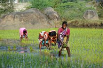 20120128_044948_INDIA_work_on_rice_fields_near_GINGEE India, Tamil Nadu state: working on rice fields near Gingee