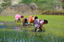 20120128_045007_INDIA_work_on_rice_fields_near_GINGEE India, Tamil Nadu state: working on rice fields near Gingee