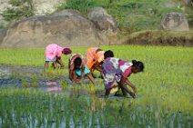 20120128_045007_INDIA_work_on_rice_fields_near_GINGEE India, Tamil Nadu state: working on rice fields near Gingee