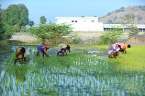 20120128_045049_INDIA_work_on_rice_fields_near_GINGEE India, Tamil Nadu state: working on rice fields near Gingee