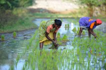 20120128_045054_INDIA_work_on_rice_fields_near_GINGEE India, Tamil Nadu state: working on rice fields near Gingee