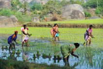 20120128_045210_INDIA_work_on_rice_fields_near_GINGEE India, Tamil Nadu state: working on rice fields near Gingee