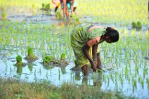 20120128_045254_INDIA_work_on_rice_fields_near_GINGEE India, Tamil Nadu state: working on rice fields near Gingee