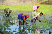 20120128_045258_INDIA_work_on_rice_fields_near_GINGEE India, Tamil Nadu state: working on rice fields near Gingee