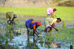 DOCU - RICE FIELDS + HARVEST NEAR GINGEE