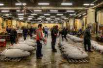 HDR - TUNA AUCTION - TSUKIJI FISHMARKET - TOKYO - JAPAN 1