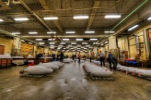 HDR - TUNA AUCTION - TSUKIJI FISHMARKET - TOKYO - JAPAN 2