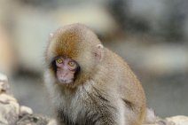 CUTE JAPANESE MACAQUE BABY - SNOW MONKEY - YUDANAKA - JAPAN 48 CUTE JAPANESE MACAQUE BABY - SNOW MONKEY - YUDANAKA - JAPAN 48