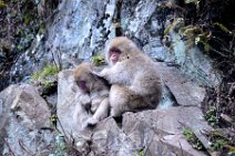 GROUP OF JAPANESE MACAQUES SITTING TOGETHER - SNOW MONKEY - YUDANAKA - JAPAN 4 GROUP OF JAPANESE MACAQUES SITTING TOGETHER - SNOW MONKEY - YUDANAKA - JAPAN 4