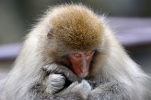 JAPANESE MACAQUE - SNOW MONKEY - YUDANAKA - JAPAN 12 JAPANESE MACAQUE - SNOW MONKEY - YUDANAKA - JAPAN 12