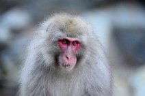 JAPANESE MACAQUE - SNOW MONKEY - YUDANAKA - JAPAN 20 JAPANESE MACAQUE - SNOW MONKEY - YUDANAKA - JAPAN 20