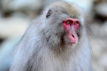 JAPANESE MACAQUE - SNOW MONKEY - YUDANAKA - JAPAN 21 JAPANESE MACAQUE - SNOW MONKEY - YUDANAKA - JAPAN 21