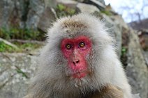 JAPANESE MACAQUE CUDDLING WITH BABY MONKEY - SNOW MONKEY - YUDANAKA - JAPAN 23 JAPANESE MACAQUE CUDDLING WITH BABY MONKEY - SNOW MONKEY - YUDANAKA - JAPAN 23