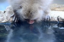 JAPANESE MACAQUES AT THE HOT SPRING - SNOW MONKEY - YUDANAKA - JAPAN 67 JAPANESE MACAQUES AT THE HOT SPRING - SNOW MONKEY - YUDANAKA - JAPAN 67