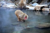 JAPANESE MACAQUES AT THE HOT SPRING - SNOW MONKEY - YUDANAKA - JAPAN 77 JAPANESE MACAQUES AT THE HOT SPRING - SNOW MONKEY - YUDANAKA - JAPAN 77