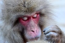 JAPANESE MACAQUES DELOUSING EACH OTHER - SNOW MONKEY - YUDNAKA - JAPAN 20 JAPANESE MACAQUES DELOUSING EACH OTHER - SNOW MONKEY - YUDNAKA - JAPAN 20