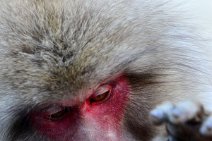 JAPANESE MACAQUES DELOUSING EACH OTHER - SNOW MONKEY - YUDNAKA - JAPAN 23 JAPANESE MACAQUES DELOUSING EACH OTHER - SNOW MONKEY - YUDNAKA - JAPAN 23