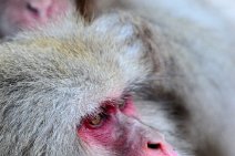 JAPANESE MACAQUES DELOUSING EACH OTHER - SNOW MONKEY - YUDNAKA - JAPAN 24 JAPANESE MACAQUES DELOUSING EACH OTHER - SNOW MONKEY - YUDNAKA - JAPAN 24
