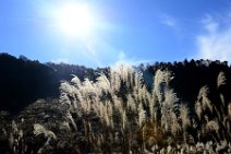 PAMPAS GRASS IN BACKLIGHT - AROUND YUDANAKA - JAPAN 5 PAMPAS GRASS IN BACKLIGHT - AROUND YUDANAKA - JAPAN 5