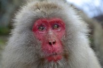 PORTRAIT OF A JAPANESE MACAQUE - SNOW MONKEY - YUDANAKA - JAPAN 28 PORTRAIT OF A JAPANESE MACAQUE - SNOW MONKEY - YUDANAKA - JAPAN 28