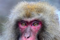 PORTRAIT OF A JAPANESE MACAQUE - SNOW MONKEY - YUDANAKA - JAPAN 32 PORTRAIT OF A JAPANESE MACAQUE - SNOW MONKEY - YUDANAKA - JAPAN 32