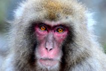 PORTRAIT OF A JAPANESE MACAQUE - SNOW MONKEY - YUDANAKA - JAPAN 33 PORTRAIT OF A JAPANESE MACAQUE - SNOW MONKEY - YUDANAKA - JAPAN 33