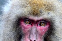 PORTRAIT OF A JAPANESE MACAQUE - SNOW MONKEY - YUDANAKA - JAPAN 34 PORTRAIT OF A JAPANESE MACAQUE - SNOW MONKEY - YUDANAKA - JAPAN 34
