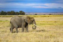 Elephant in Amboseli Nationalpark - Kenya Elephant in Amboseli Nationalpark - Kenya