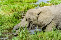 Elephant in swampy area - Amboseli Nationalpark - Kenya 01 Elephant in swampy area - Amboseli Nationalpark - Kenya 01