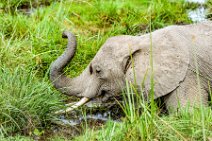 Elephant in swampy area - Amboseli Nationalpark - Kenya 02 Elephant in swampy area - Amboseli Nationalpark - Kenya 02