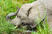 Elephant in swampy area - Amboseli Nationalpark - Kenya 03 Elephant in swampy area - Amboseli Nationalpark - Kenya 03