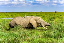 Elephant in swampy area - Amboseli Nationalpark - Kenya 04 Elephant in swampy area - Amboseli Nationalpark - Kenya 04