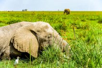 Elephant in swampy area - Amboseli Nationalpark - Kenya 05 Elephant in swampy area - Amboseli Nationalpark - Kenya 05