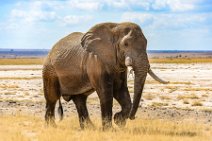 Elephant with broken tusk - Amboseli Nationalpark - Kenya 01 Elephant with broken tusk - Amboseli Nationalpark - Kenya 01