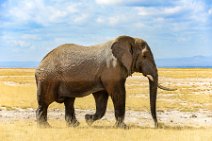 Elephant with broken tusk - Amboseli Nationalpark - Kenya 02 Elephant with broken tusk - Amboseli Nationalpark - Kenya 02