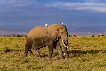 Elephant with white birds - Amboseli National Park - Kenya 001 Elephant with white birds - Amboseli National Park - Kenya 001