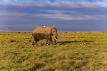 Elephant with white birds - Amboseli National Park - Kenya 002 Elephant with white birds - Amboseli National Park - Kenya 002